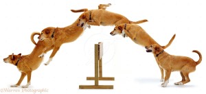 Multiple of Lakeland Terrier x Border Collie, Tilly, jumping