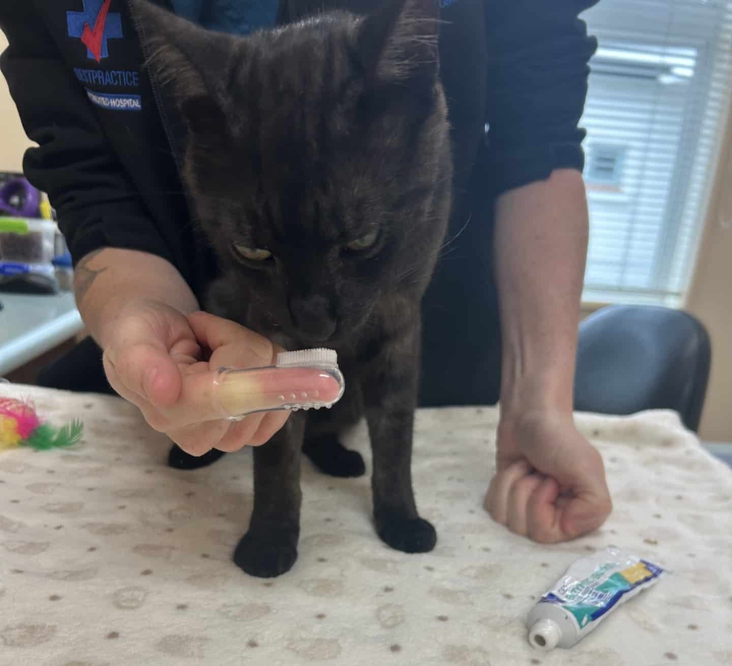 Introducing a cat to the fingerbrush