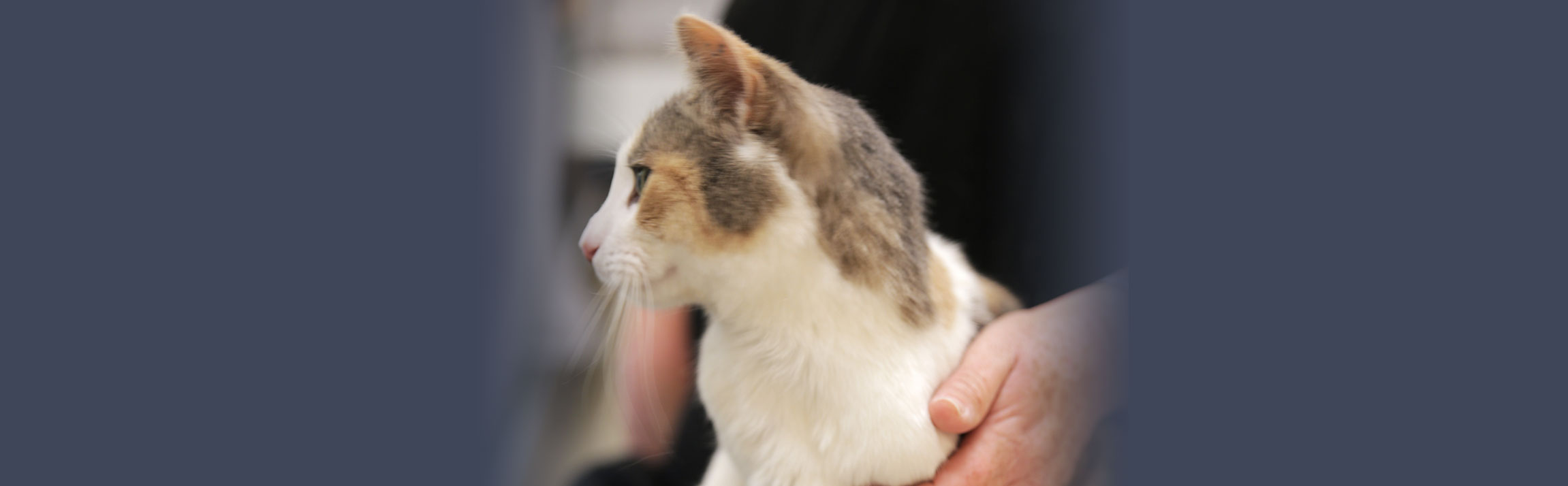 Inflammatory Bowel Disease (IBD) in Cats