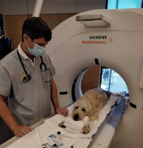 CT scanner for pets in Nelson