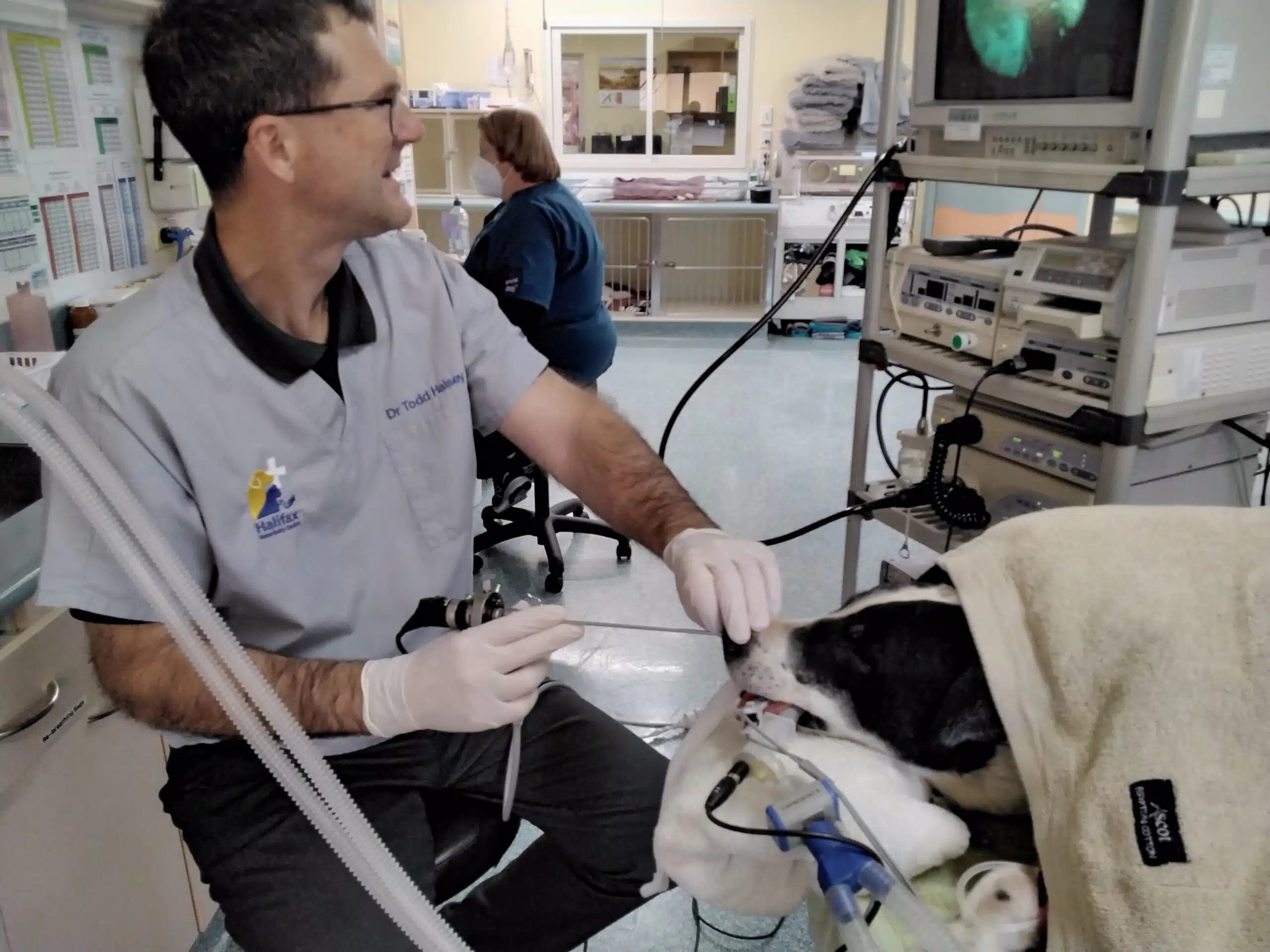 Vet using endoscope on a dog