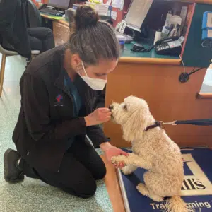 Vet Nurse gives Labraspoodle treat on the scales
