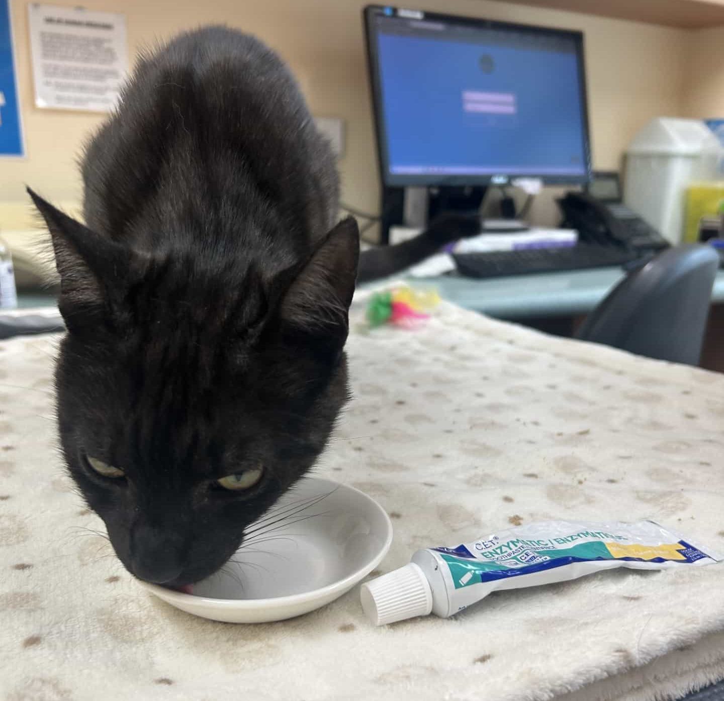 cat gets used to the taste of toothpaste by licking from a bowl