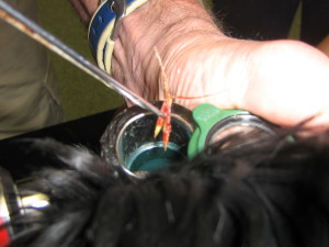 Removing barley grass from a dog's ear