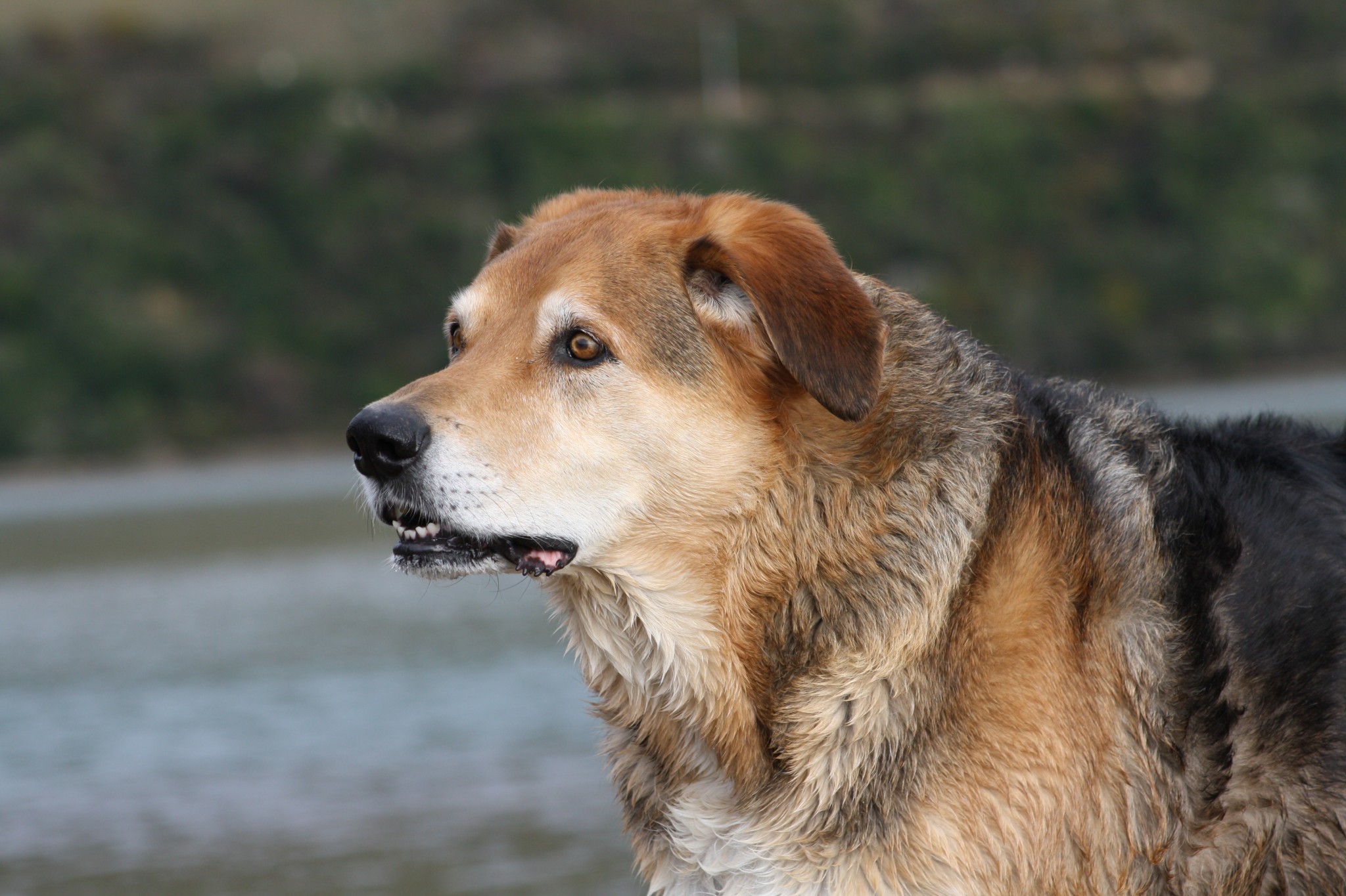 International Dog Day 2015 – Halifax Veterinary Centre celebrates a hero
