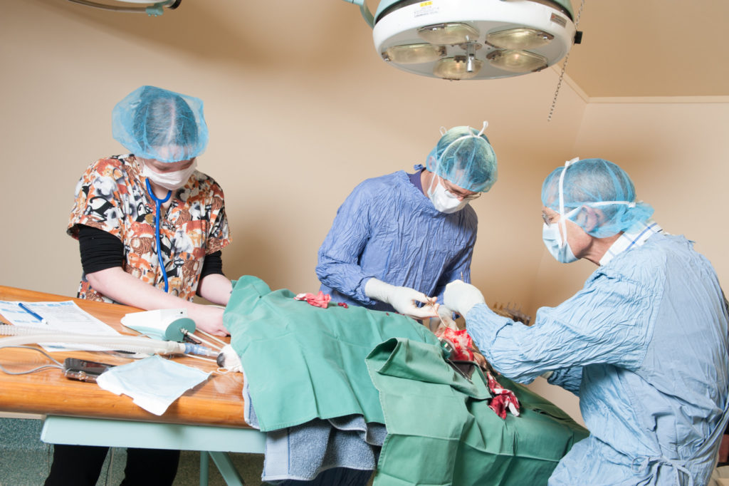 D3C_6730 Halifax Vet Centre