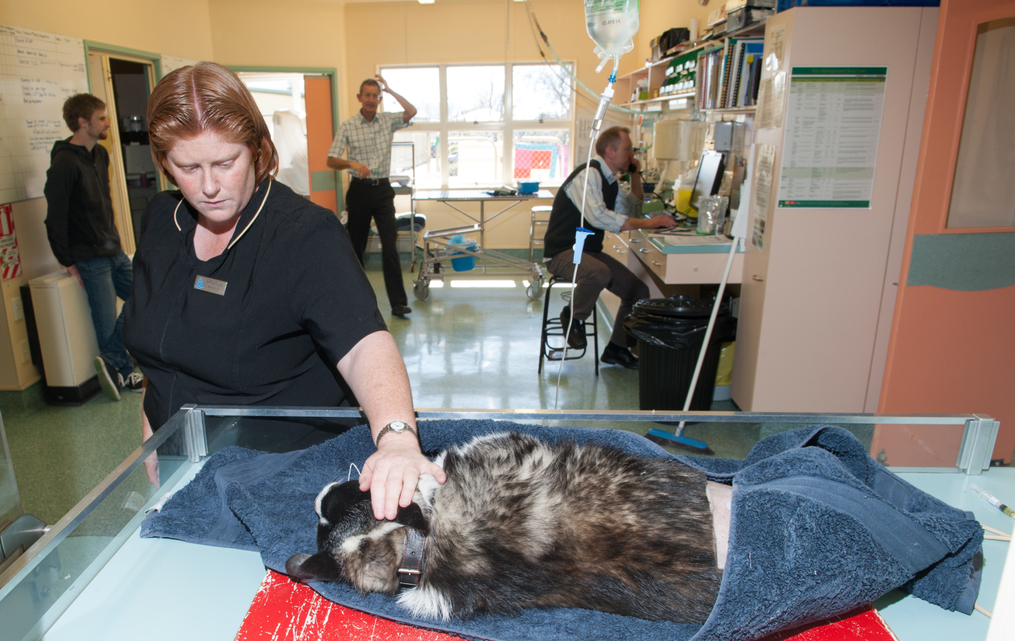 D3C_6951 Halifax Vet Centre