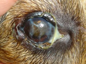 A severe case with discoloured cornea limiting this dogs vision