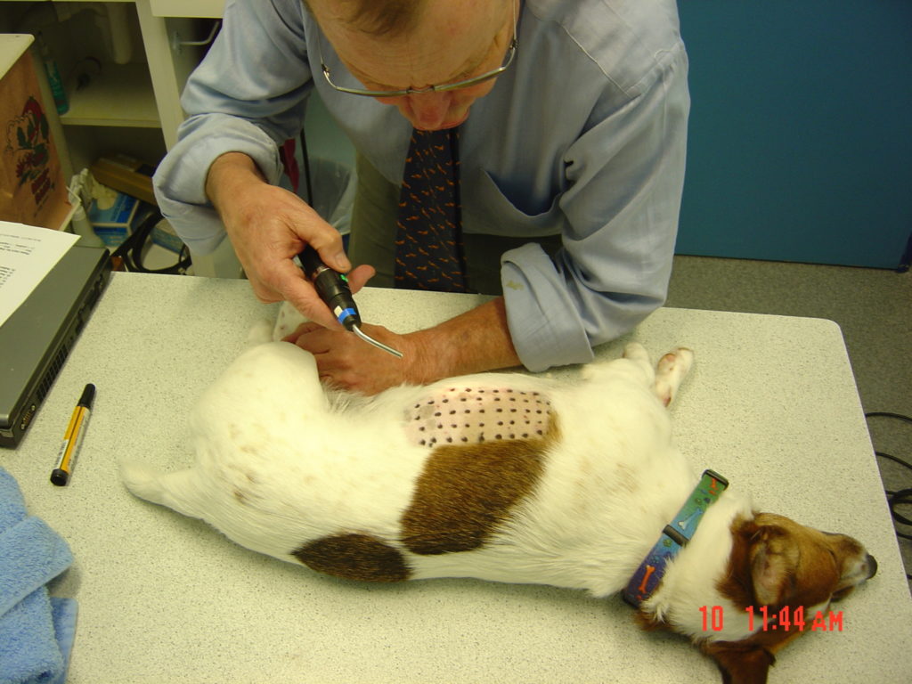 Itchy dogs allergen hypersensitivity Halifax Vet Centre