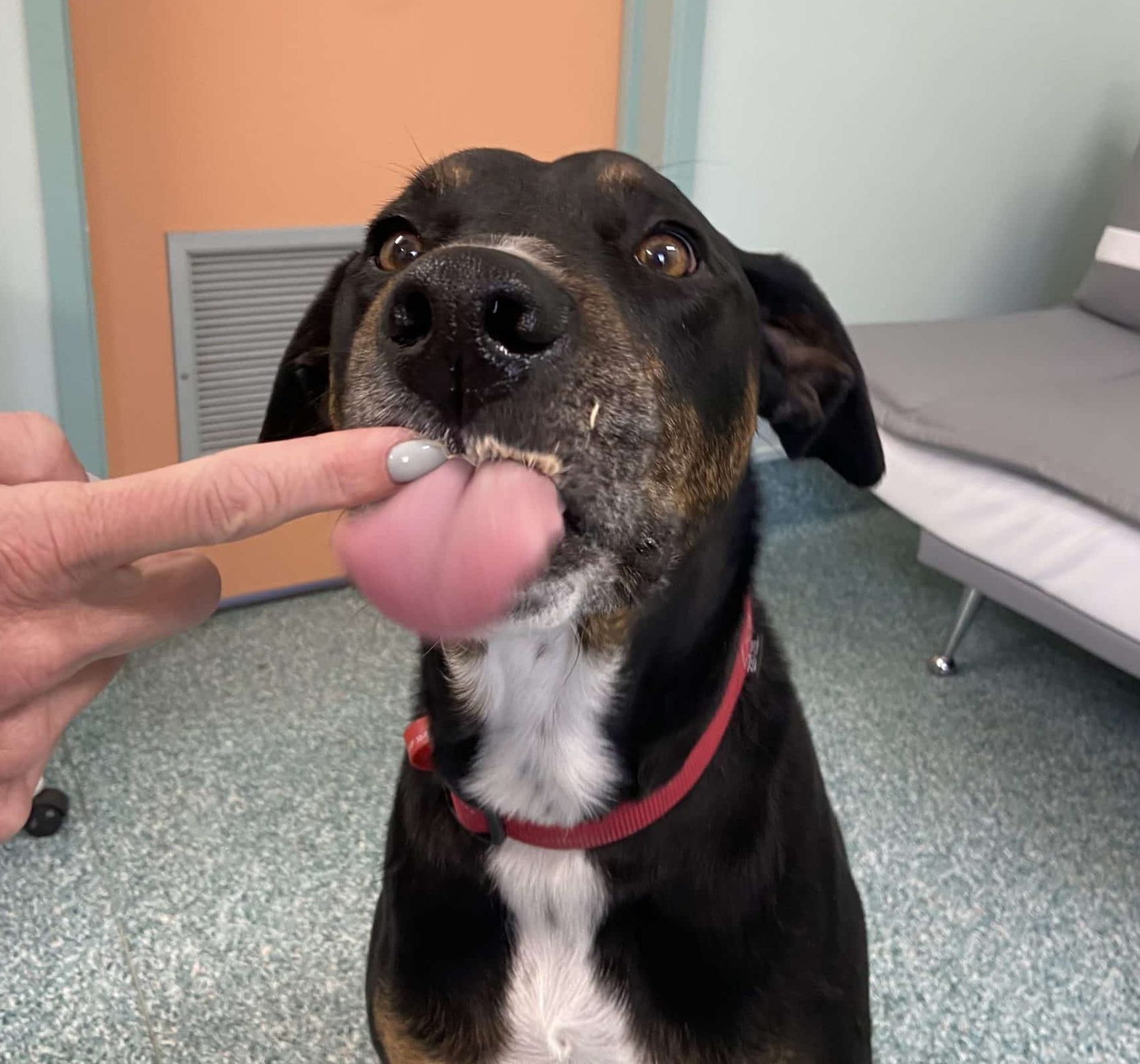 dog licks toothpaste from finger getting used to the taste