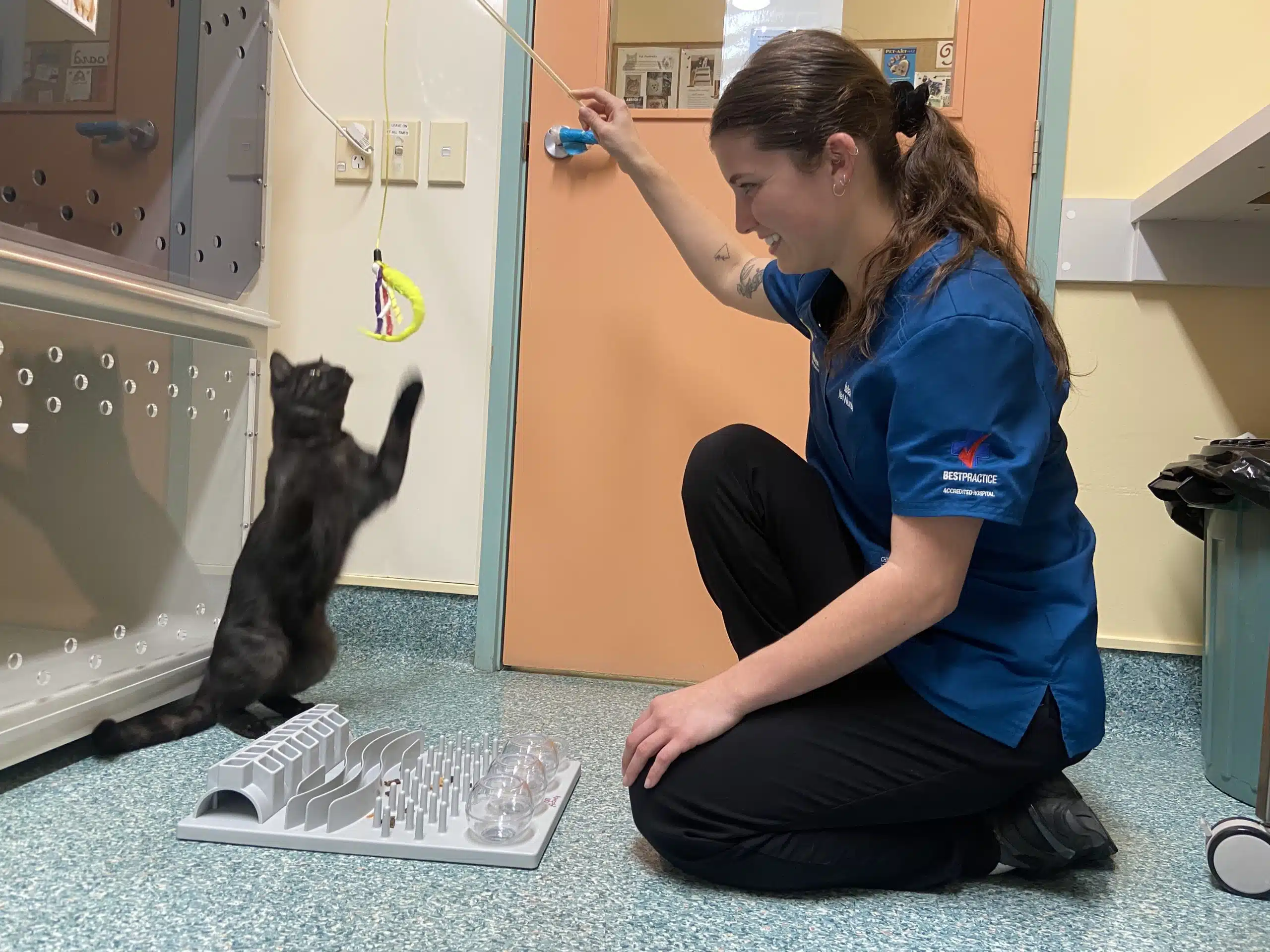 enrichment in cat ward. Vet nurse playing with cat