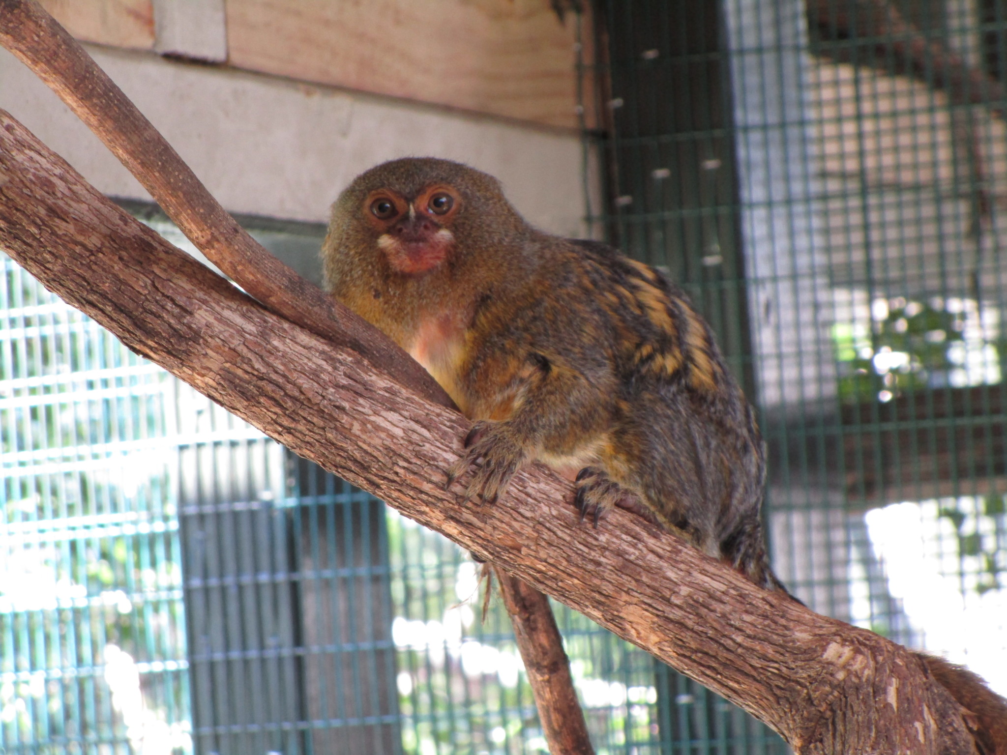 Pygmy marmoset gets caesarean section