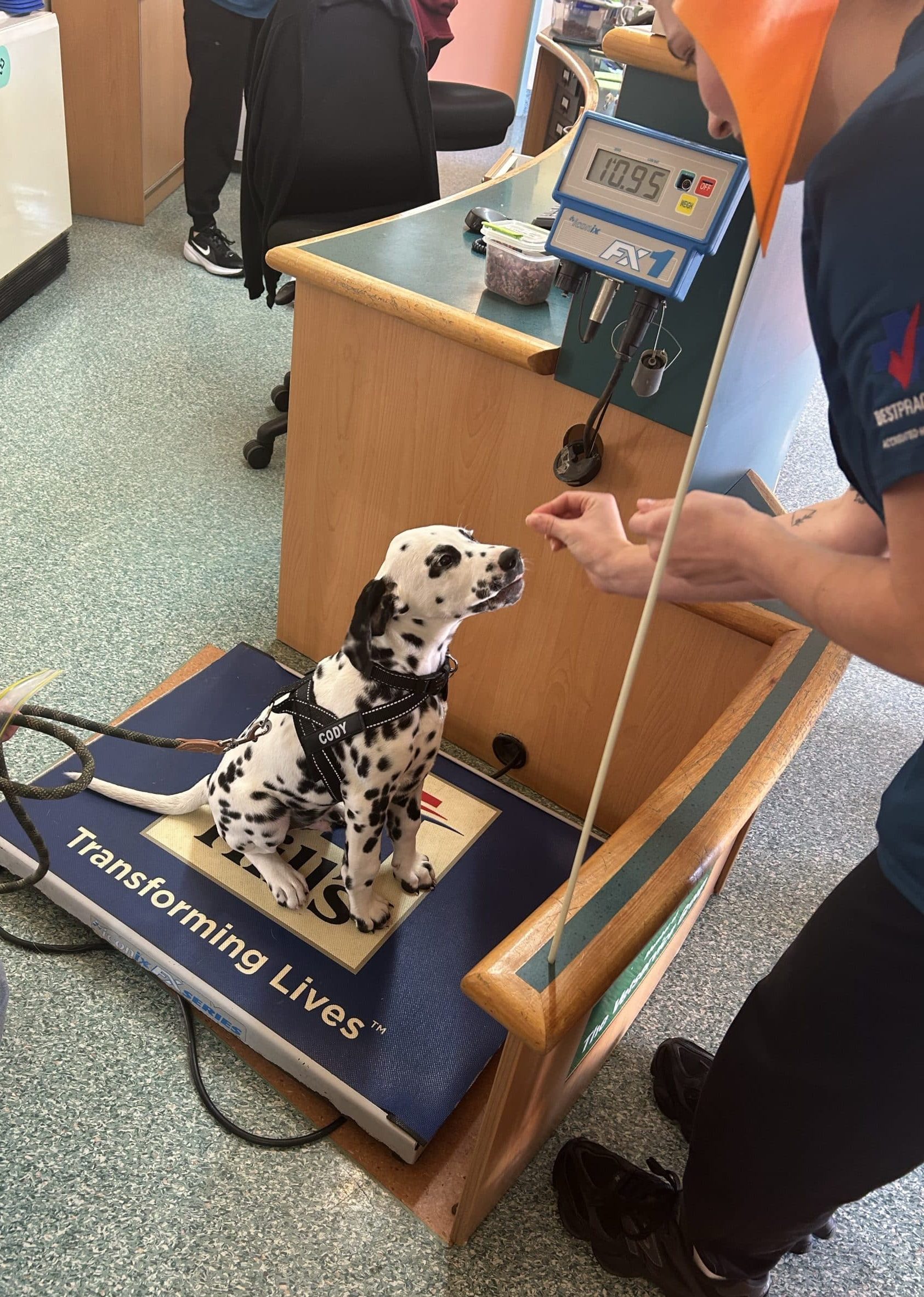 Treats on scales making visits less stressful for dogs