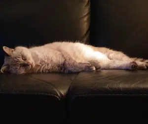 A happy and healthy senior cat relaxing at home.