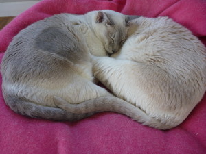 Tinkerbell and Carmel resting