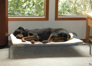 Comfy bed helps with arthritis 