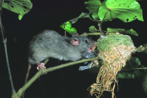 Rat raiding bird nest