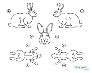 Rabbit tumour map