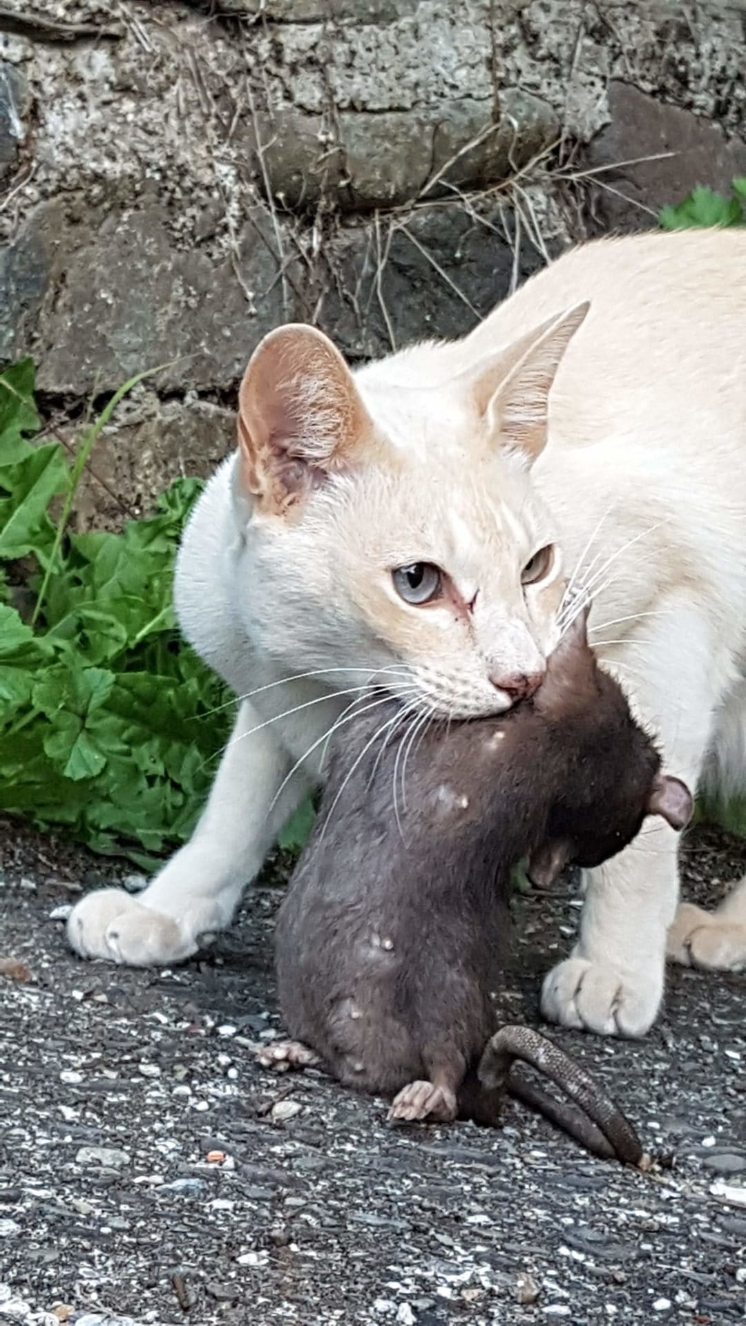 Halifax Veterinary Centre Hunter of the Year 2019 Halifax Vet Centre