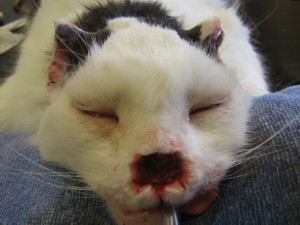 The same cat with nose resected after the cancer had progressed