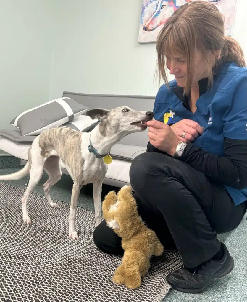 Canine Behaviourist Sandy gives Whip the Whippet treats.