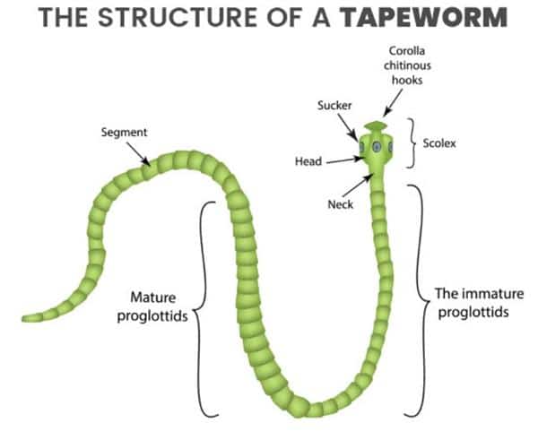 Tapeworms | Halifax Vet Centre