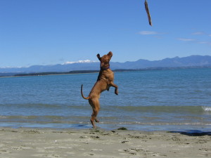 A much younger Bartok at Nelson's back beach