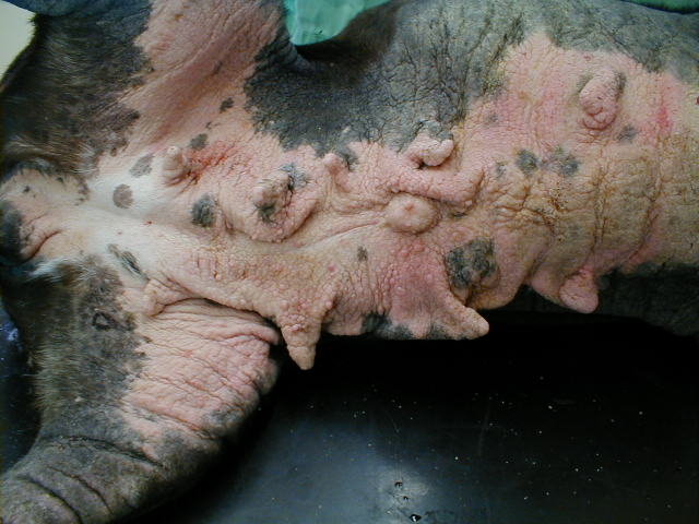End-stage skin disease in a dog with chronic atopy with secondary yeast infections