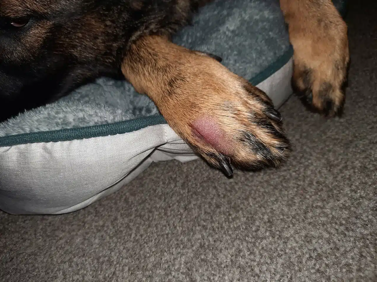 Grass seed in paw. Spring pet care