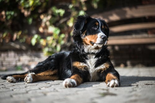 Bernese Mountain Dogs have an increased risk for histiocytic sarcoma