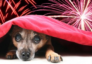 Do fireworks scare your pet?