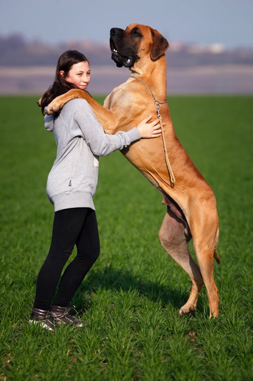 Great Danes have a higher risk of bone cancer