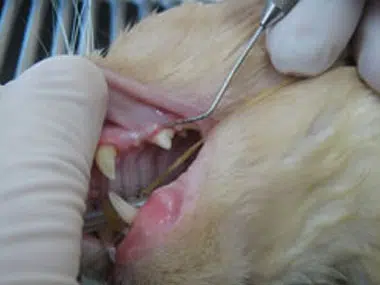 Pet Dentistry Nelson