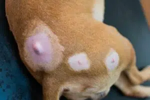 Tumours on a dog