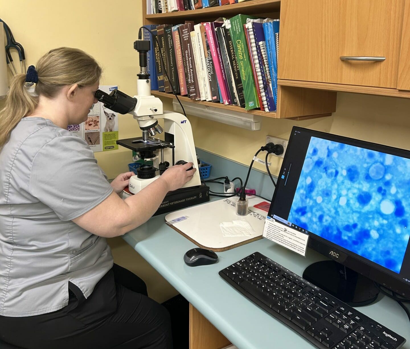 Vet examines cancer cells under the microscope.