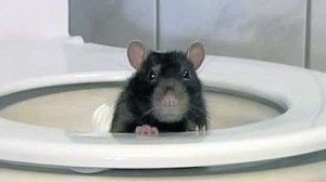 rat in loo