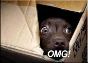 scared-boxed-puppy